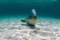   Australian sea lion IUCN endangered species making bubbles off coast Green Head Western Australia Fishermans Island Nature Reserve. Reserve  